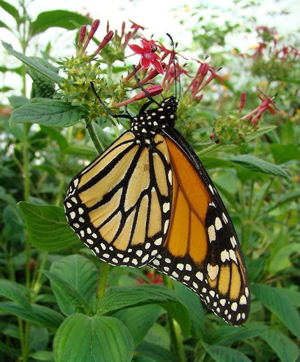 monarch